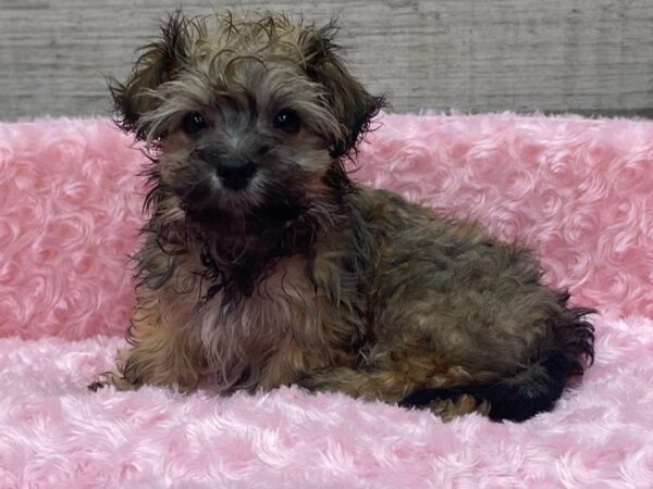 Havanese-DOG-Female-Brown-9195-Petland San Antonio, TX