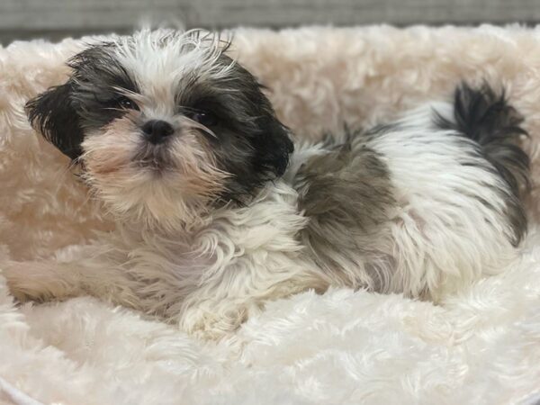 Shih Tzu DOG Female Brown & White 9196 Petland San Antonio, TX