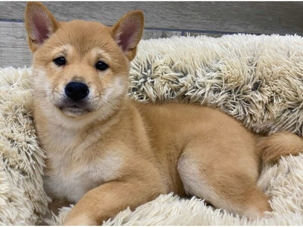 Shiba Inu DOG Male Red 9191 Petland San Antonio, TX