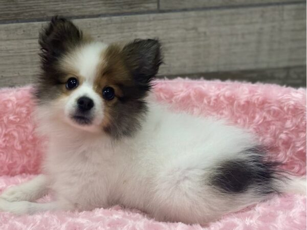 Pomeranian DOG Female Red Sable Parti 9166 Petland San Antonio, TX