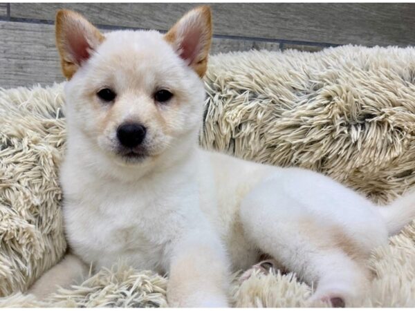 Shiba Inu DOG Female Cream 9192 Petland San Antonio, TX