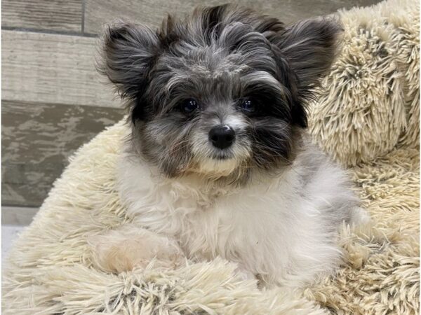 Pomapoo-DOG-Male-Blue Merle-9122-Petland San Antonio, TX