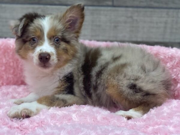 Miniature Australian Shepherd DOG Female Red Merle 9169 Petland San Antonio, TX