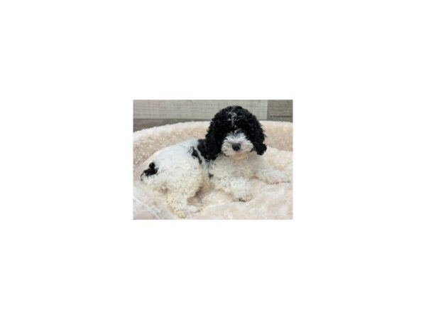 Cavapoo DOG Male Black & White 9168 Petland San Antonio, TX