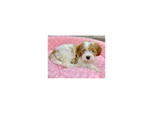 Cavapoo-DOG-Female-Apricot-9167-Petland San Antonio, TX