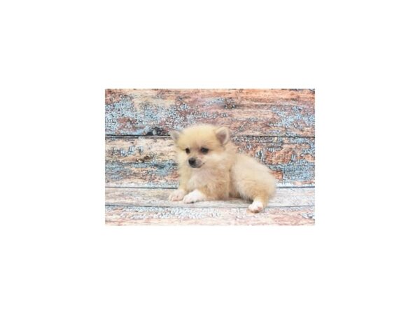 Pomeranian DOG Female Orange Sable 6300 Petland San Antonio, TX