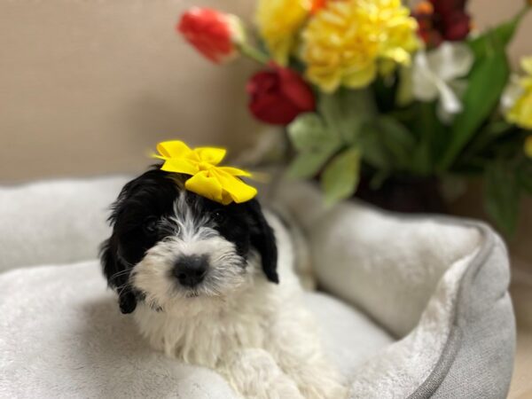 Mini Sheepadoodle DOG Female blk & wh 6303 Petland San Antonio, TX