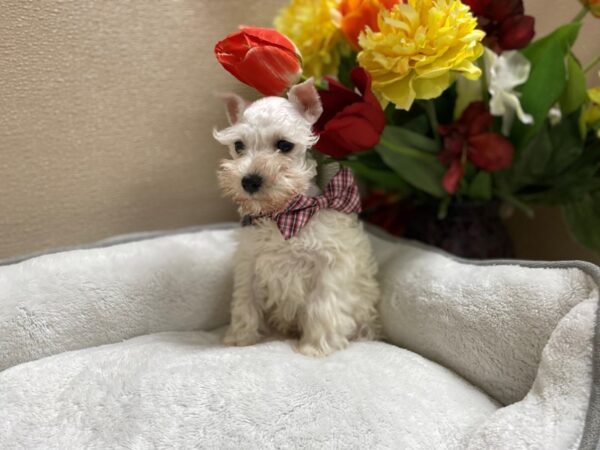 Min Schnauzer DOG Male wh 6301 Petland San Antonio, TX