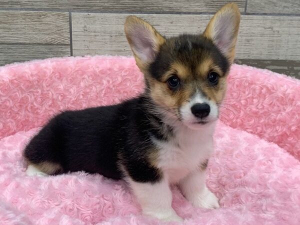 Pembroke Welsh Corgi-DOG-Female-Tri-9197-Petland San Antonio, TX