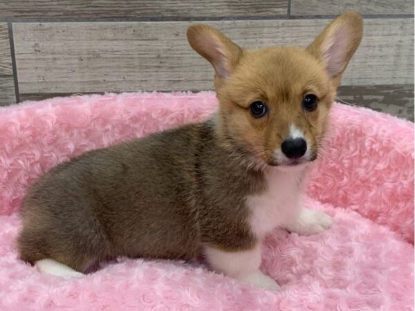 Pembroke Welsh Corgi DOG Female Red & White 9198 Petland San Antonio, TX