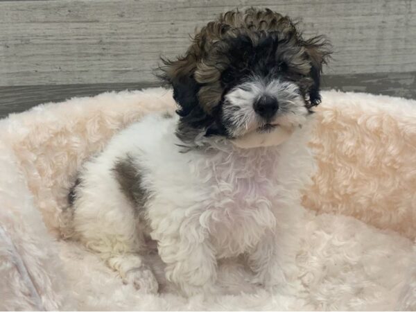 Miniature Poodle DOG Male Red Sable Parti 9199 Petland San Antonio, TX