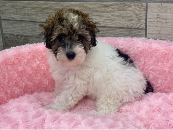 Miniature Poodle DOG Female Red Sable Parti 9200 Petland San Antonio, TX