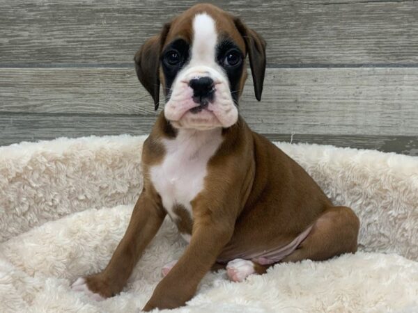 Boxer-DOG-Male-Fawn & White-9201-Petland San Antonio, TX