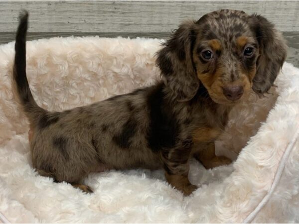 Dachshund DOG Male Chocolate Dapple 9202 Petland San Antonio, TX