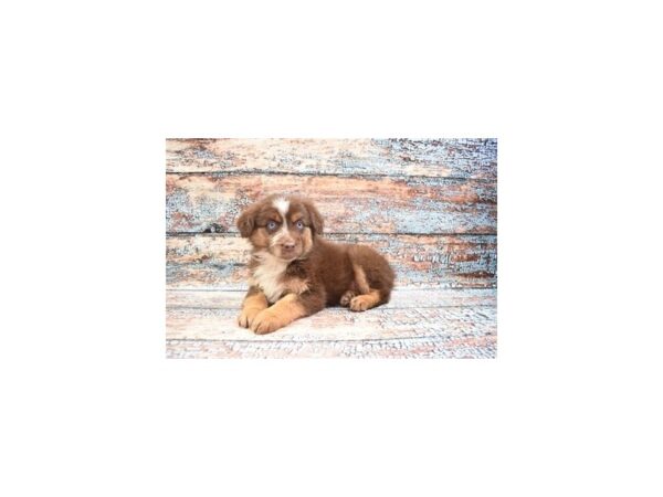 Australian Shepherd DOG Female Red 6304 Petland San Antonio, TX