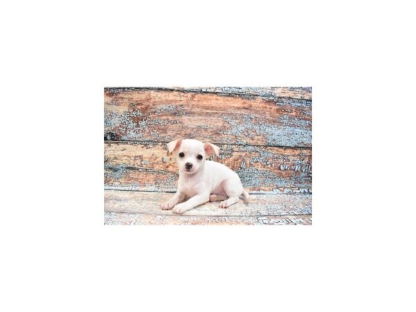 Chihuahua DOG Male Cream and White 6305 Petland San Antonio, TX