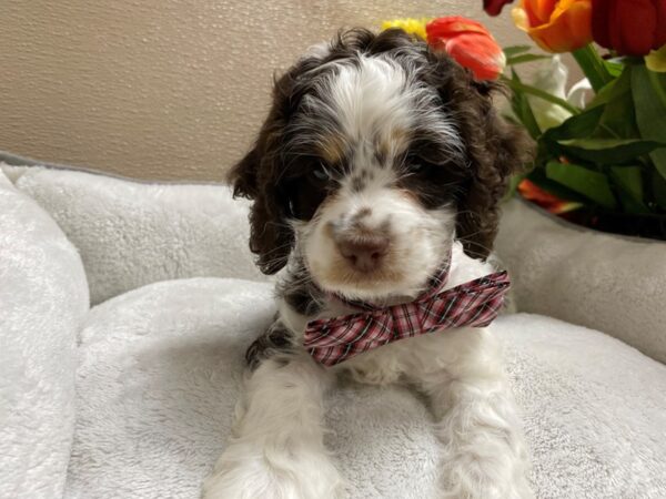 Cockapoo DOG Male wh chlt tn parti 6307 Petland San Antonio, TX