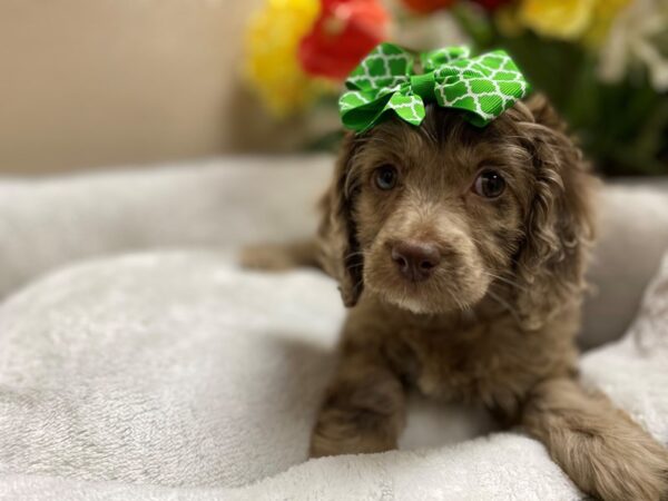 Cockapoo DOG Female chlt rn wh mkgs 6308 Petland San Antonio, TX