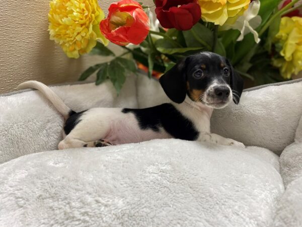 Dachshund-DOG-Male-blk & tn pbld-6309-Petland San Antonio, TX