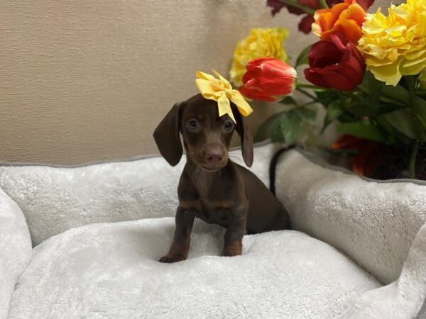 Dachshund DOG Female chlt tn 6310 Petland San Antonio, TX