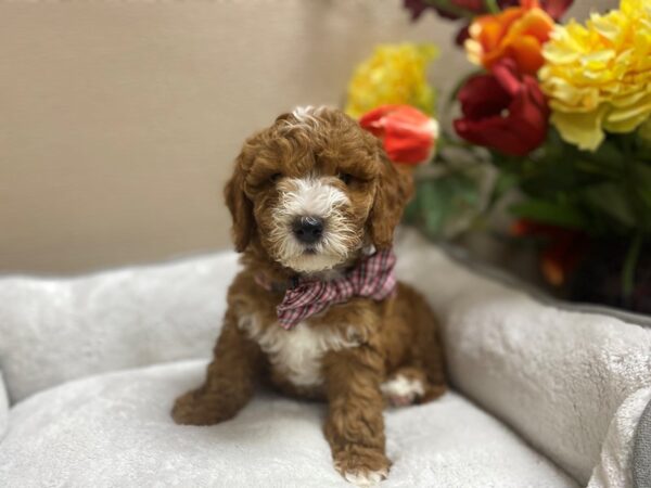 2nd Generation Mini Goldendoodle DOG Male rd wh mkgs 6311 Petland San Antonio, TX