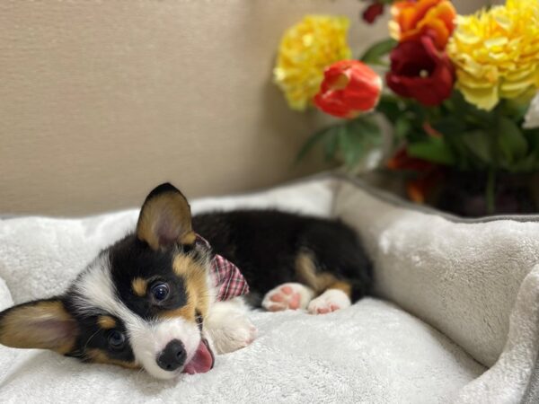 Pembroke Welsh Corgi-DOG-Male-blk & tn wh mkgs-6312-Petland San Antonio, TX