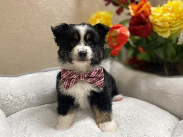 Miniature Australian Shepherd-DOG-Male-blk & tn wh mkgs-6313-Petland San Antonio, TX