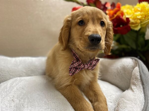 Golden Retriever-DOG-Male-gldn-6315-Petland San Antonio, TX