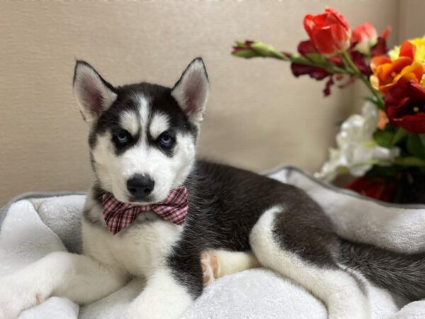 Siberian Husky DOG Male blk & wh 6316 Petland San Antonio, TX