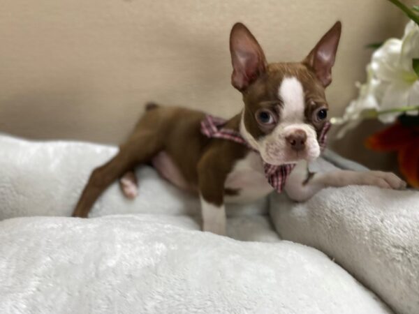 Boston Terrier-DOG-Male-rd & wh-6317-Petland San Antonio, TX