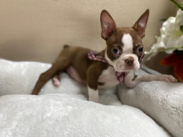 Boston Terrier DOG Male rd & wh 6317 Petland San Antonio, TX