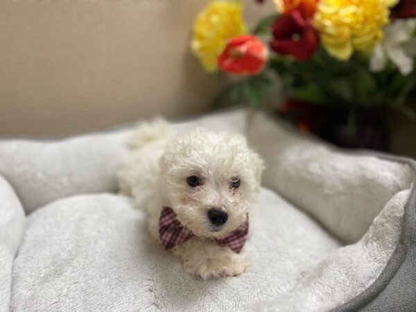 Bichon Frise DOG Male wh 6318 Petland San Antonio, TX