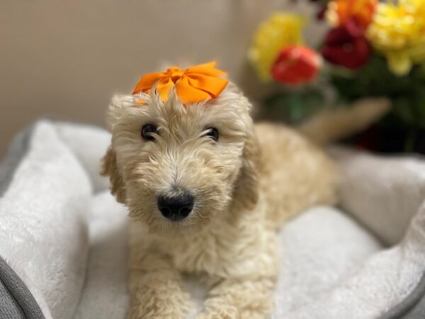 Poodle Mix DOG Female gld 6319 Petland San Antonio, TX