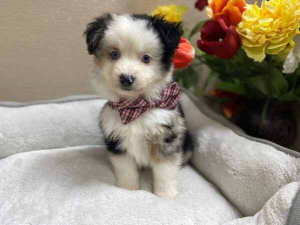 Miniature Australian Shepherd DOG Male bl mrl, wh ^ tn mkgs 6314 Petland San Antonio, TX