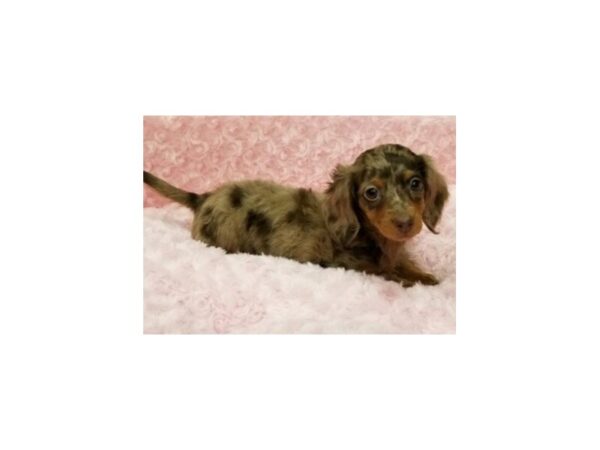 Dachshund DOG Female Chocolate Dapple 9213 Petland San Antonio, TX