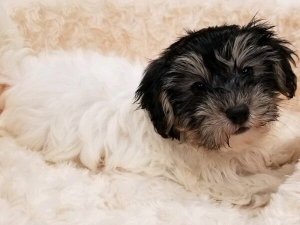Havanese-DOG-Male-White & Black-9214-Petland San Antonio, TX