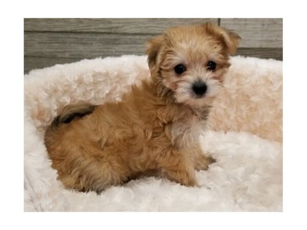 Morkie DOG Male Golden 9218 Petland San Antonio, TX