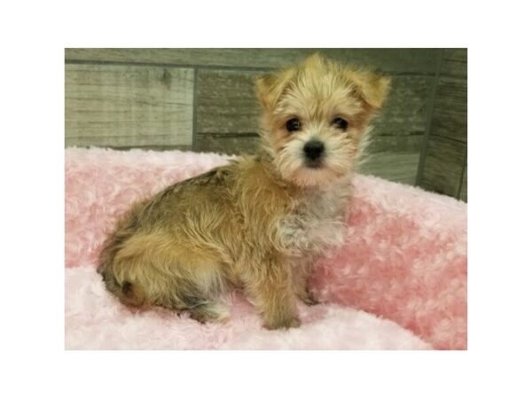 Morkie DOG Female Golde 9219 Petland San Antonio, TX