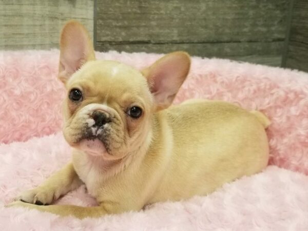 French Bulldog-DOG-Female-Cream-9216-Petland San Antonio, TX