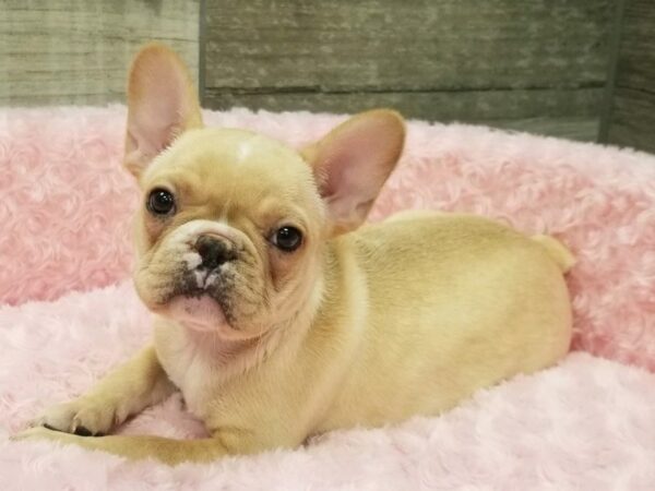 French Bulldog DOG Female Cream 9216 Petland San Antonio, TX