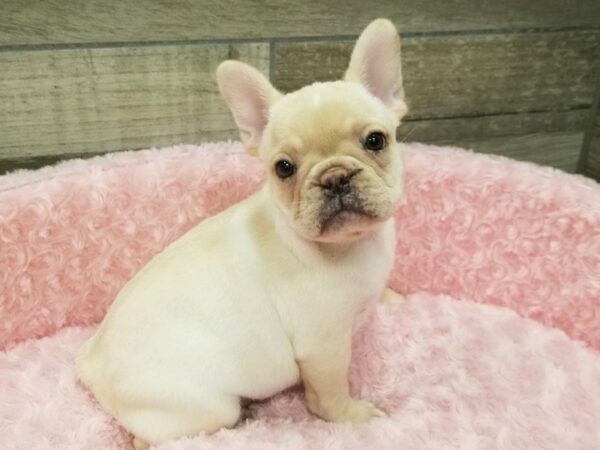 French Bulldog DOG Female Cream 9217 Petland San Antonio, TX