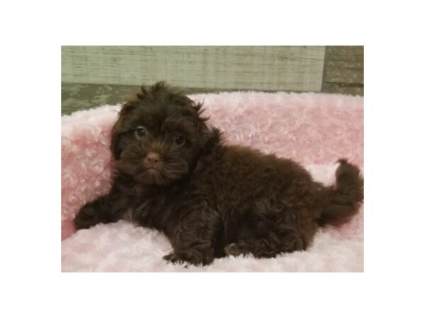 Shihpoo DOG Female Chocolate 9221 Petland San Antonio, TX