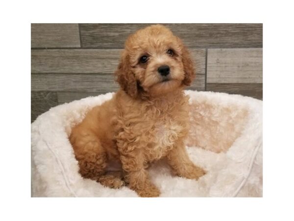 Cockapoo DOG Male Red 9220 Petland San Antonio, TX