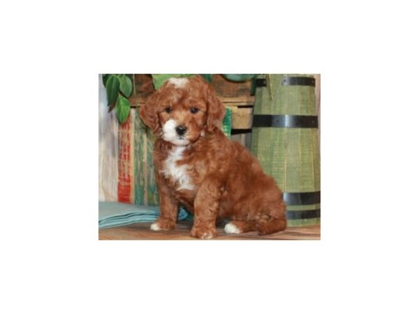 Miniature Goldendoodle-DOG-Female-Red-9203-Petland San Antonio, TX