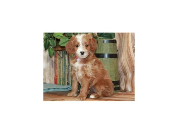 Miniature Goldendoodle DOG Female Red & White 9204 Petland San Antonio, TX