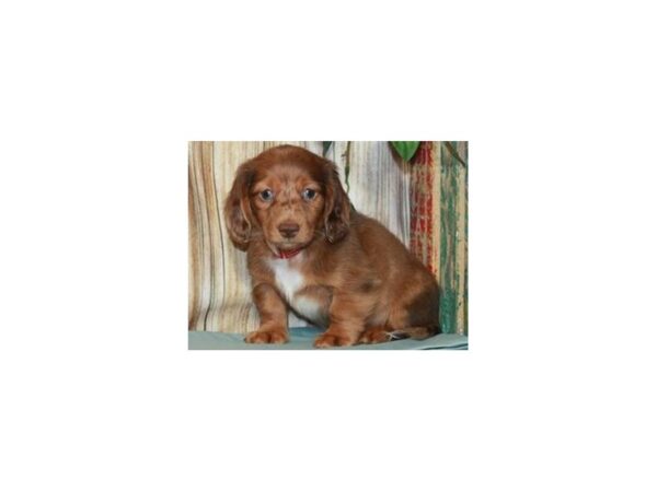 Dachshund DOG Male Chocolate & Tan Dapple 9208 Petland San Antonio, TX