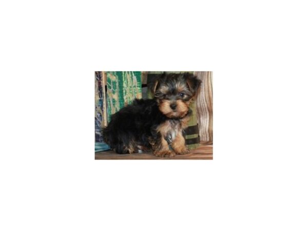 Yorkshire Terrier DOG Male Black & Tan 9210 Petland San Antonio, TX