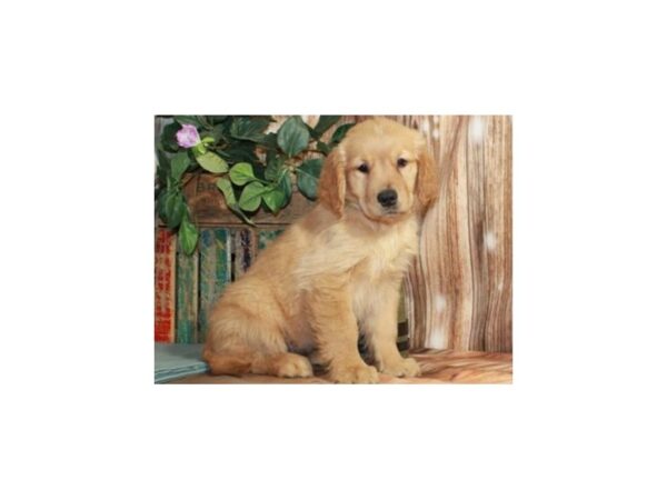 Golden Retriever DOG Female Golden 9211 Petland San Antonio, TX