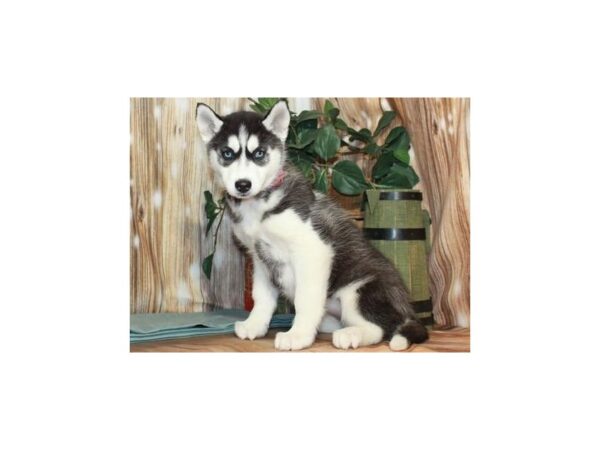 Siberian Husky-DOG-Female-Black & White-9212-Petland San Antonio, TX