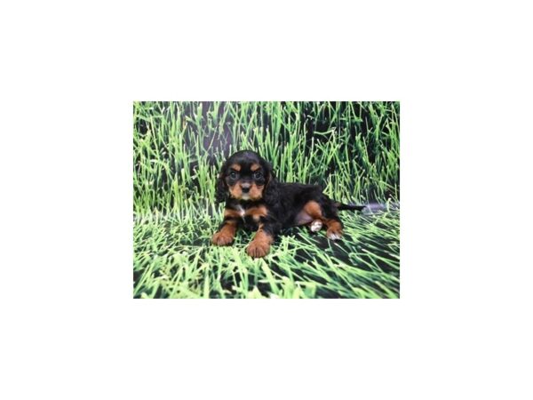 Cavalier King Charles Spaniel DOG Female Black and Tan 6320 Petland San Antonio, TX